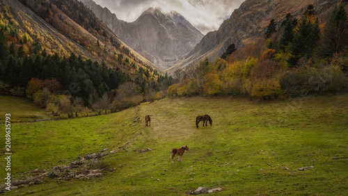 Wild horses grazing in a beautiful green mountain valley in autumn, A spectacular wide-angle landscape photograph of horses grazing peacefully in a lush green meadow within a mountain valley. 
