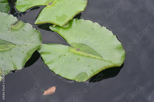 Waterlily floating in a pond
