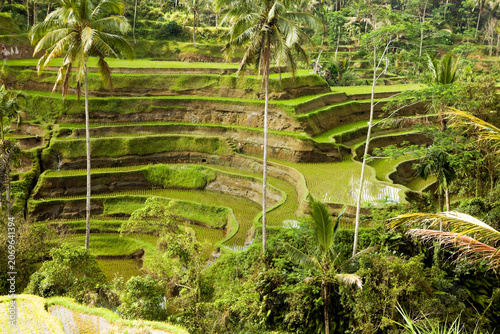 Tegallalang Rice Terrace in Bali Indonesia With Green Paddy Fields