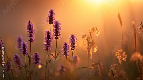 Wild Purple Flowers in Meadow at Sunset, Cinematic Nature Banner.