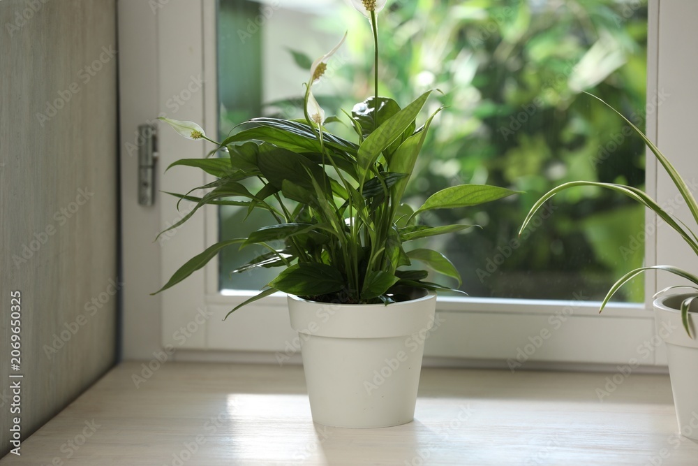 Fototapeta premium Potted houseplants on white wooden window sill indoors