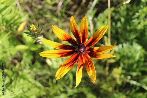 Canvastavla Rare black-eyed Susan wildflower bloom with yellow and orange petals at Miami Wo