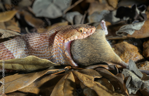 Broad-banded copperhead (Agkistrodon laticinctus) eating a killed mouse, Bastrop County, Texas, USA.