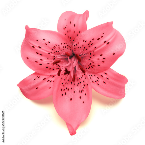 Flower pink lily head isolated on white background with clipping path. Nature, macro. Spring concept. Stamen and pistil. Floral pattern, object. Flat lay, top view