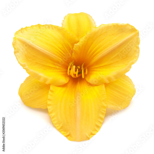 Flower yellow day lily head isolated on white background with clipping path. Nature, macro. Spring concept. Stamen and pistil. Floral pattern, object. Flat lay, top view