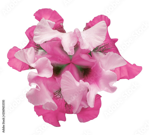 Pink iris head isolated on white background. Beautiful flower. Summer. Spring. Flat lay, top view. Floral pattern. Love. Valentine's Day