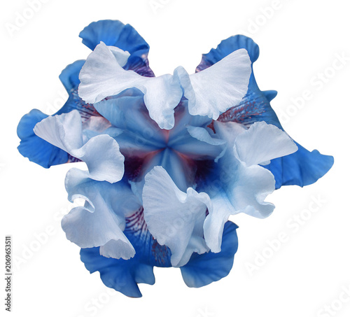 Schilderij op canvas Blue iris head isolated on white background