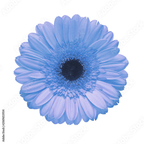 Blue gerbera head flower isolated on white background. Flat lay, top view