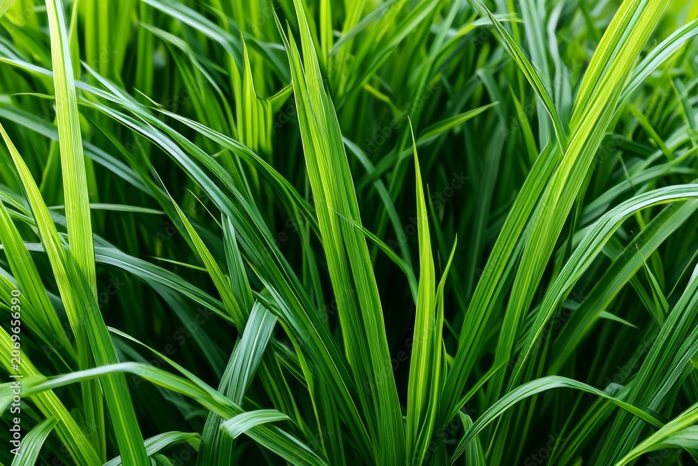 Naklejka premium Close-up View of Lush Ornamental Grass Blades Showing Vibrant Green Colors and Fine Textures in Natural Light
