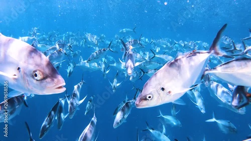 Slow motion video of a large school of silver trevally swimming through crystal clear blue water near Port Lincoln, South Australia