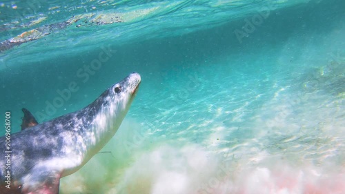 Slow motion video of an Australian sea lion breaching from crystal clear blue water off the Eyre Peninsula, South Australia.