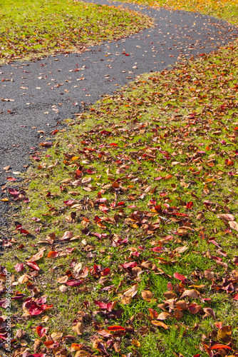 公園の桜の木の紅葉 鳥取県 湖山池