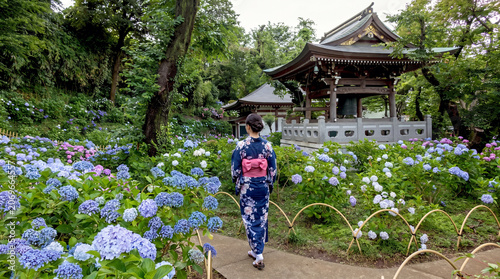 アジサイの咲くお庭