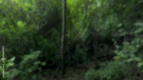 Dark forest background with lush green foliage and blurred trees