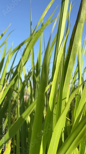 Close up of tall green grass blades against clear blue sky