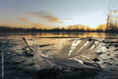 Obraz na plátně White bird feather with water droplets on frozen mud ice close up at lake shore