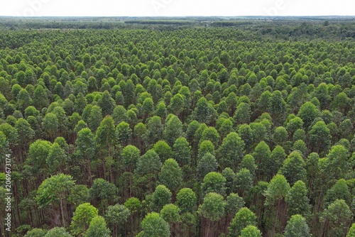 Drone aerial view of eucalyptus plantation in industrial forest estate featuring dense tree canopy, sustainable timber production, forestry management and green tropical landscape.