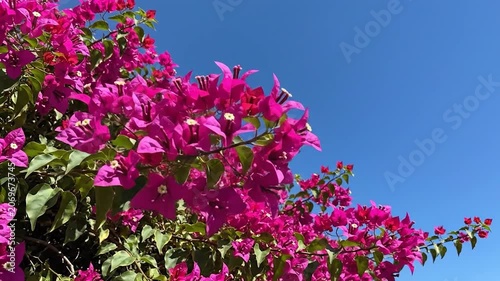 Vibrant pink bougainvillea flowers bloom against a clear blue sky