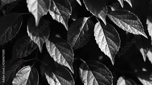 Close up of textured leaves in dramatic black and white lighting