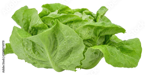 Tableau sur toile Fresh Green Butterhead Lettuce Head with Water Droplets