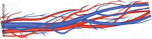 Vector illustration of human circulatory system blood vessels with red arteries and blue veins isolated.