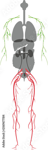 Human body anatomy vector illustration highlighting lymphatic system in arms and circulatory system in legs