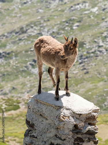 Cabra montesa muy joven en muda, en Sierra Nevada España