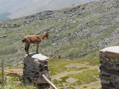 Cabra montesa muy joven en muda, en Sierra Nevada España