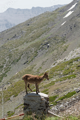 Cabra montesa muy joven en muda, en Sierra Nevada España