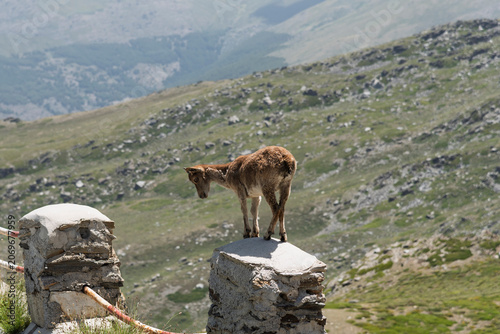 Cabra montesa muy joven en muda, en Sierra Nevada España