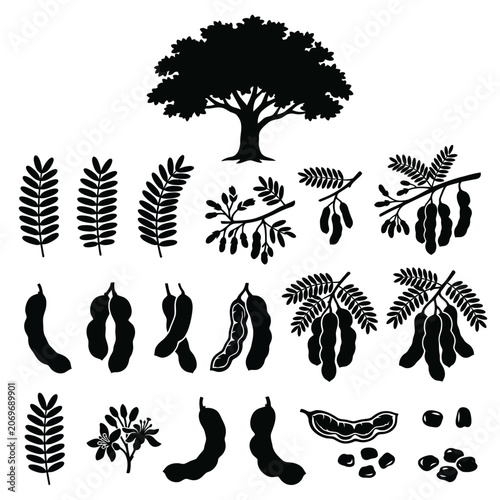 tamarindus indica or tamarind botanical  vector collection