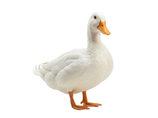 A white pekin duck standing alone on a plain white background