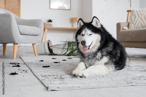 Cute Husky dog with muddy p...