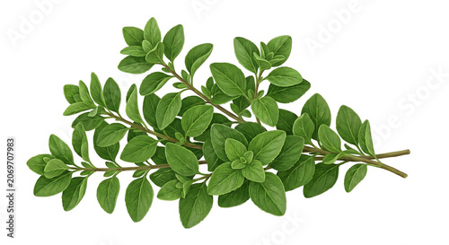 Fresh Oregano sprigs with vibrant green leaves isolated on a plain surface for culinary use