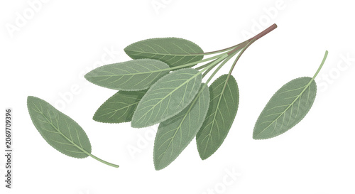 Sage herb sprigs with delicate leaves against a bright setting conveying natural freshness and culinary inspiration