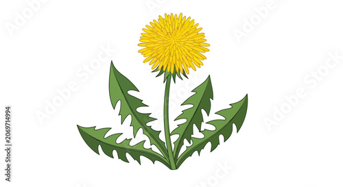 Cuadro en lienzo Dandelion flower with green leaves.