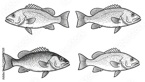 Four detailed black and white illustrations of fish, two larger and two smaller, against a white background.
