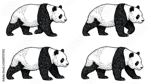 Four illustrations of a panda bear walking in different poses, black and white sketch style.
