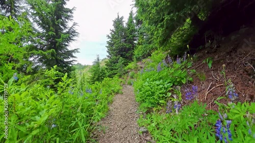 Hiking Alongside High Wildflowers and Trees in Olympic National Park