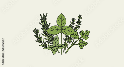 Fresh culinary herbs collection illustration with basil rosemary and parsley.