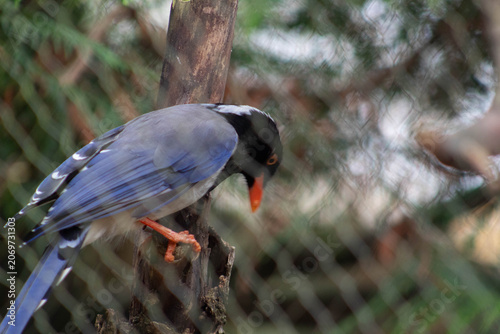  A Red-billed Blue Magpie looking down - Urocissa erythroryncha