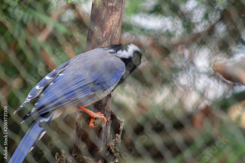 a bird on a branch - Red-billed Blue Magpie - Urocissa erythroryncha