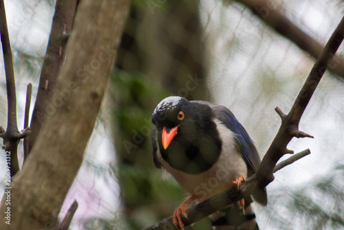 Red-billed Blue Magpie perched on a branch - Urocissa erythroryncha