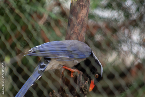 Red-billed Blue Magpie on a tree - Urocissa erythroryncha