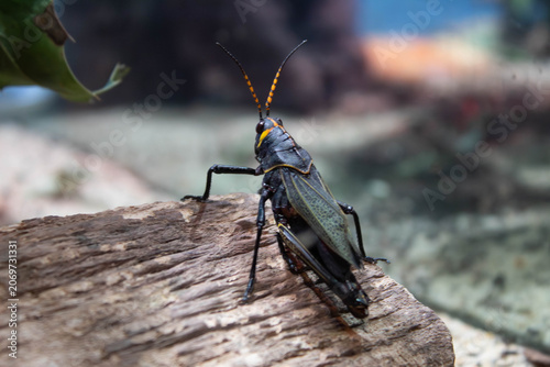 Western Horse Lubber Grasshopper on a tree - Taeniopoda eques - sometimes know as horse devils, native to southwestern america and mexico, a flightless species that  is harmless 