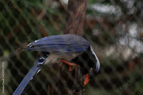 a Red-billed Blue Magpie perching on a branch - Urocissa erythroryncha