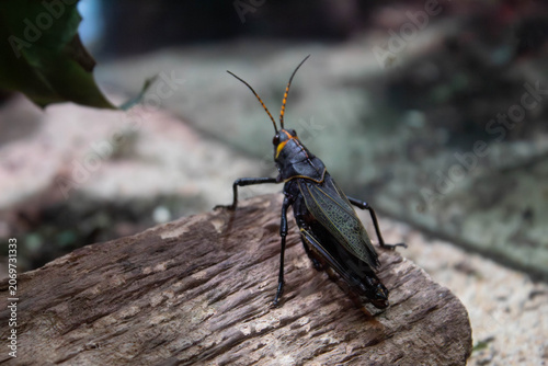Foto Western Horse Lubber Grasshopper on a log - Taeniopoda eques - sometimes know as
