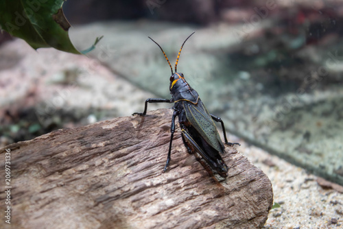 Western Horse Lubber Grasshopper - Taeniopoda eques - sometimes know as horse devils, native to southwestern america and mexico, a flightless species that is harmless 