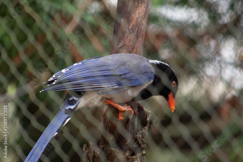 Red-billed Blue Magpie - Urocissa erythroryncha
