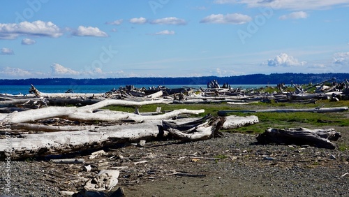 Fotografie Beautiful driftwood landscape along the shores of the pacific northwest Puget so